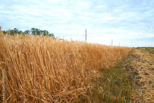 a field of ripe yellow wheat against a blue sky