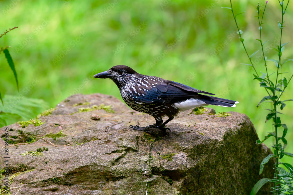 Obraz premium Tannenhäher