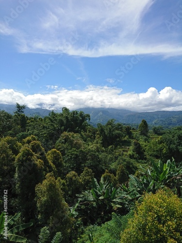 A stunning portrait orientation photo of lush green trees and a blue sky.