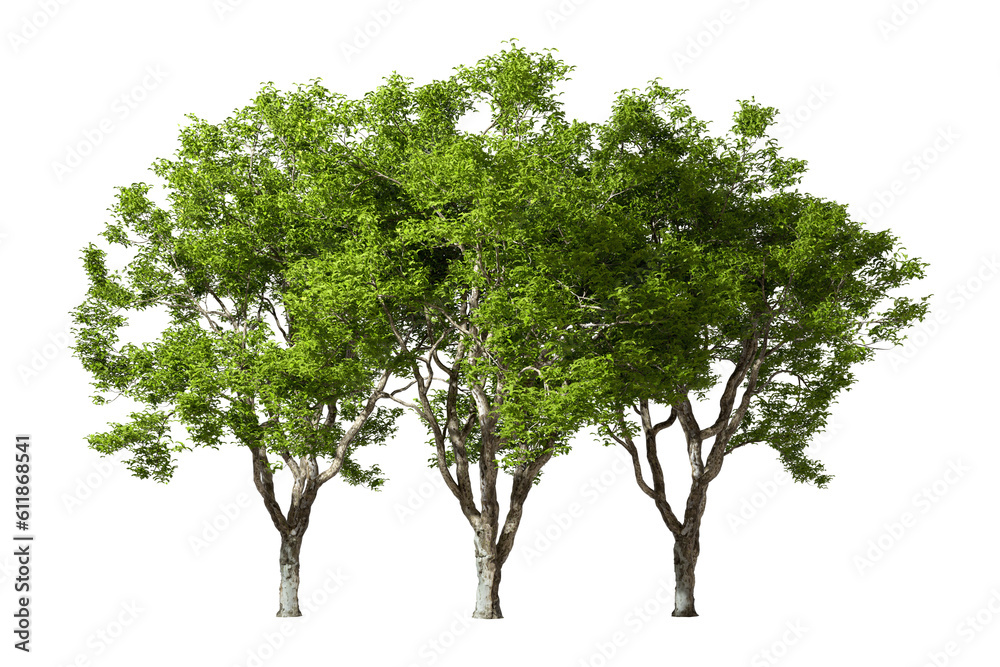 Isolate realistic outside tropics trees group 3d rendering png