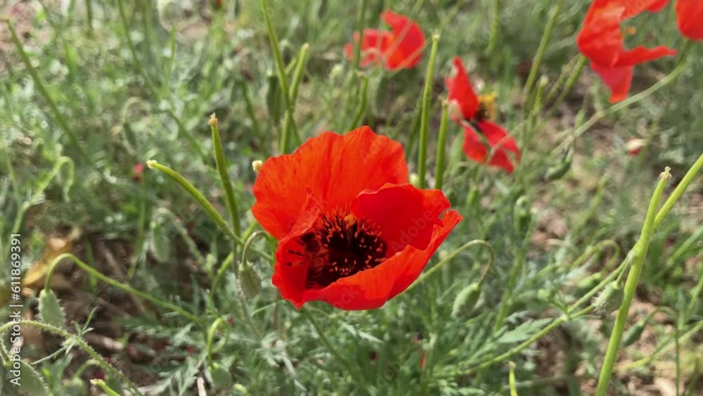Bee pollinate wild red poppy flowers in the meadow Bee pollinate wild red poppy flowers in the meadow