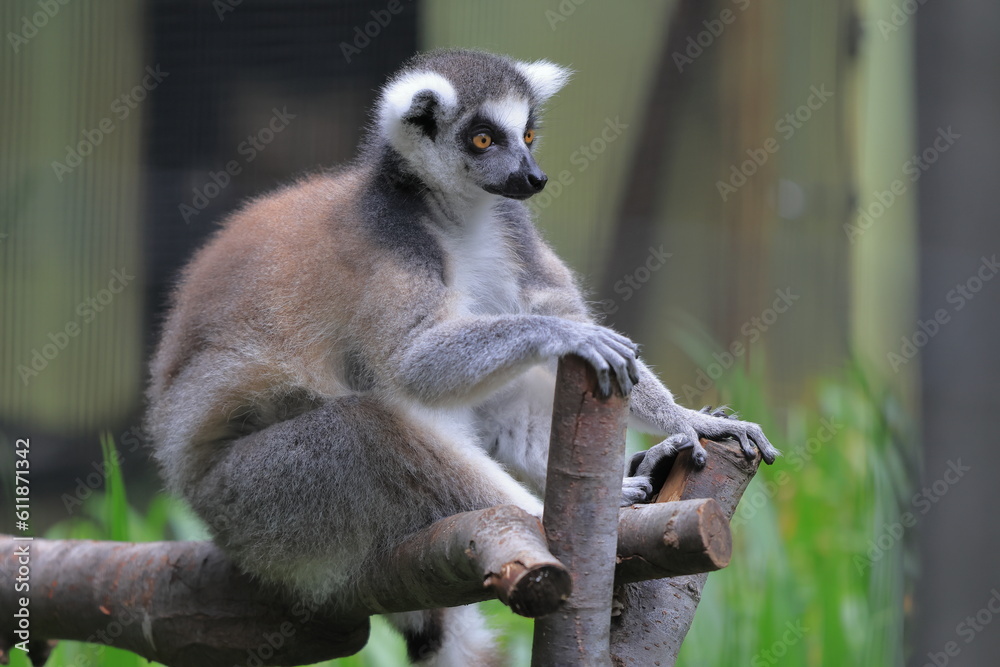 Obraz premium ワオキツネザル