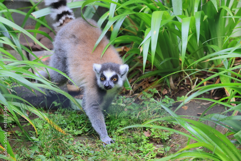 Obraz premium ワオキツネザル