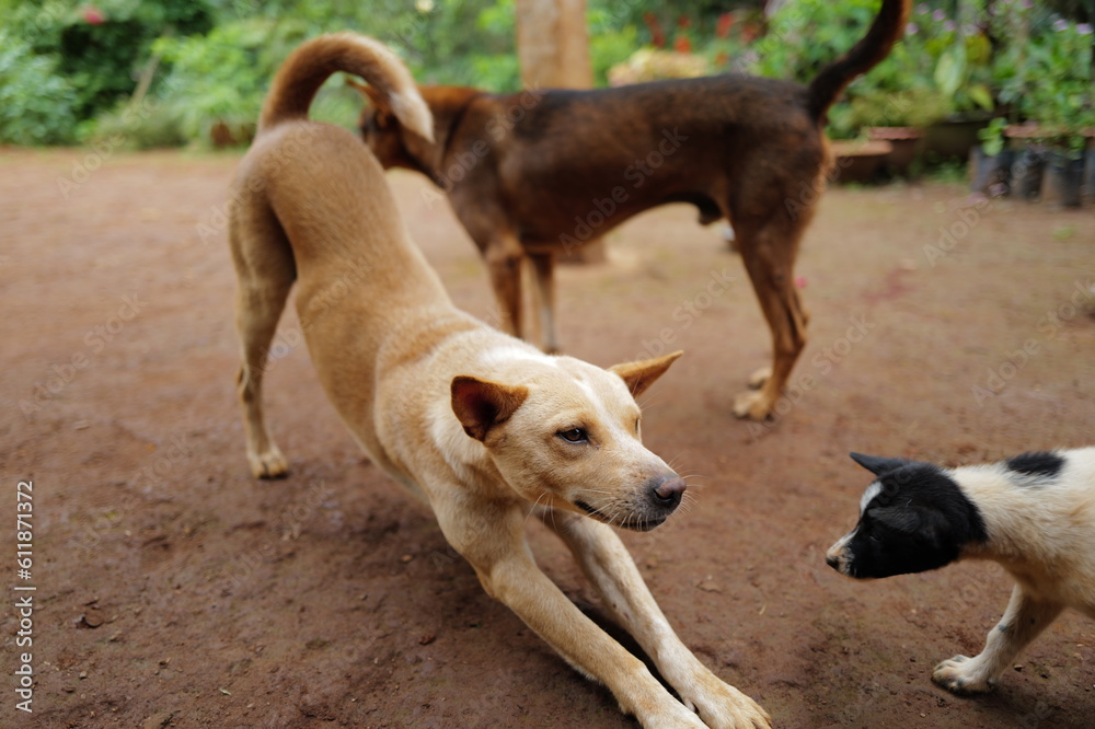 dogs playing dogs playing
