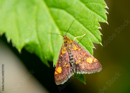 yellow cube skipper butterfly photo