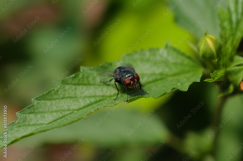 many insects in my garden many insects in my garden