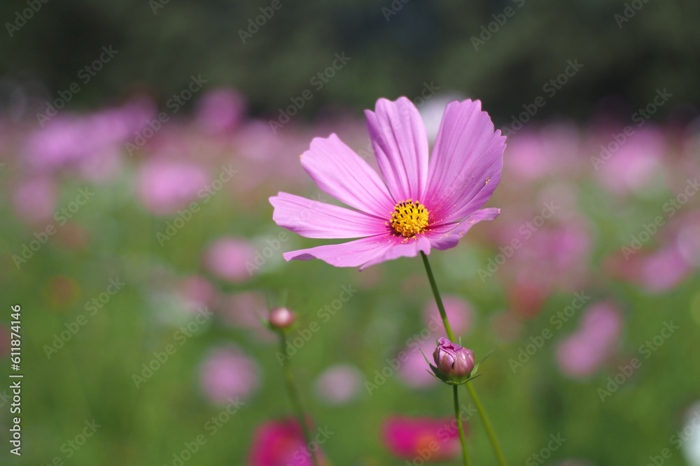 single pink cosmos flower in field single pink cosmos flower in field
