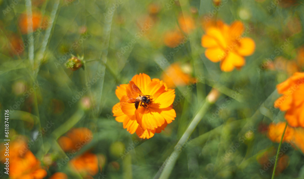 Bees are pollinating on yellow cosmos flowers in a field on blurred background.