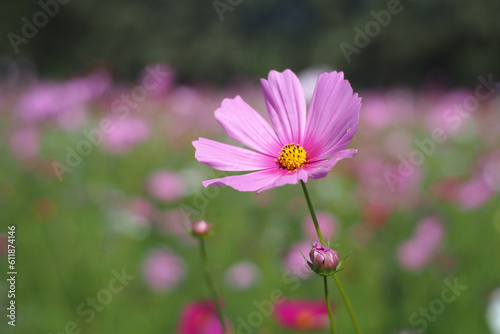 single pink cosmos flower in field