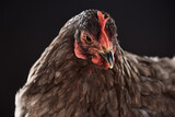 close purebred brown chicken isolated