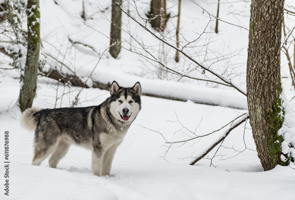 Young Alaskan Malamute Dog Standing in Snowy Forest.