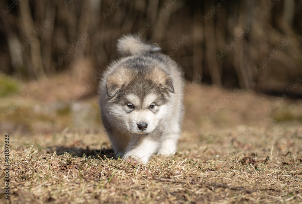 Alaskan Malamute Puppy Walking on the Grass. Young Dog. Portrait.