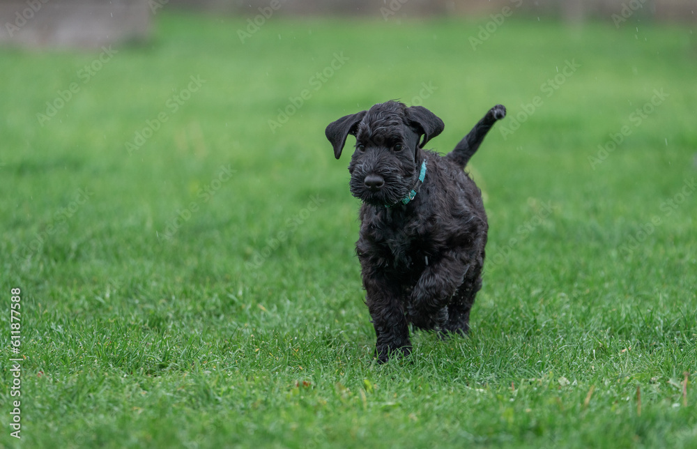 Young Black Riesenschnauzer or Giant Schnauzer dog is Running on the Grass in the Backyard. Rainy Day.