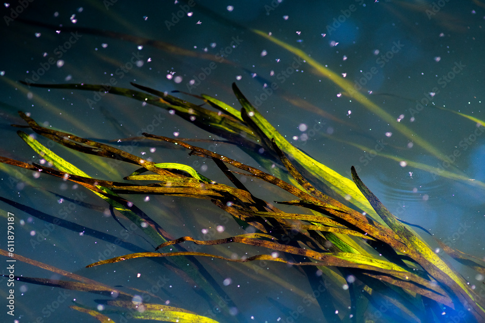 Podwodne rośliny w rzekach, morzach i oceanach. Wodny świat skrywający wiele gatunków roślin, które można spotkać podczas wyprawy kajakiem lub rowerem wodnym. - obrazy, fototapety, plakaty 