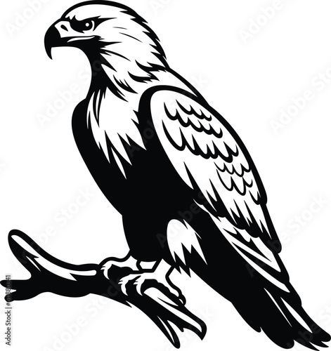 eagle vector illustration design