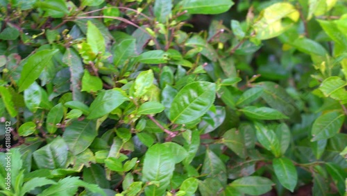 Wallpaper Mural Green tea leaves in a tea plantation in morning. fresh tea leave over tea plantation background. Torontodigital.ca