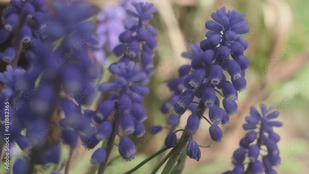 Beautiful spring flowers in bloom. Grape hyacinth plant. Beautiful spring flowers in bloom. Grape hyacinth plant.