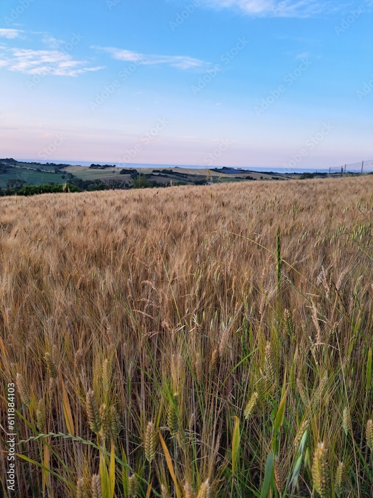 field of wheat field of wheat