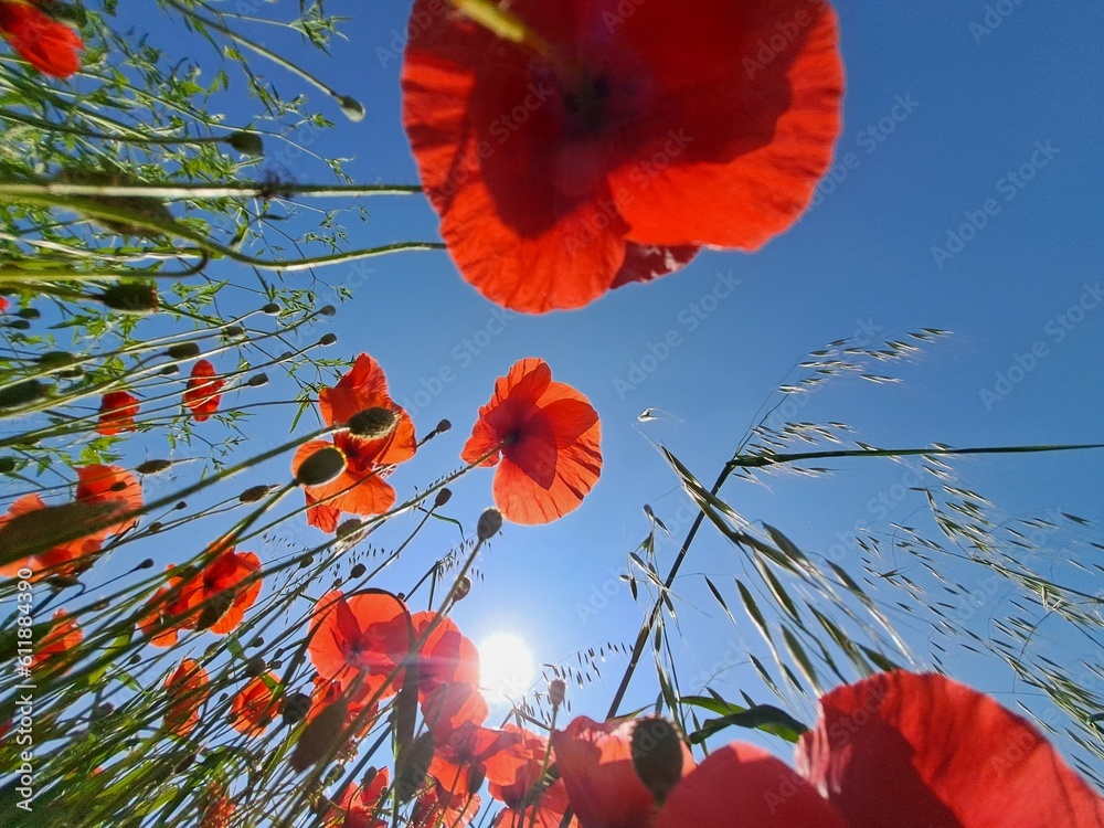 Obraz premium poppy flowers against blue sky