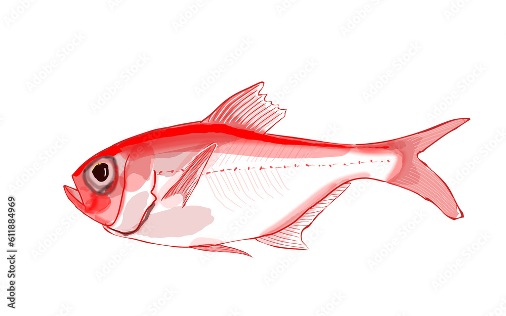 Obraz premium 金目鯛