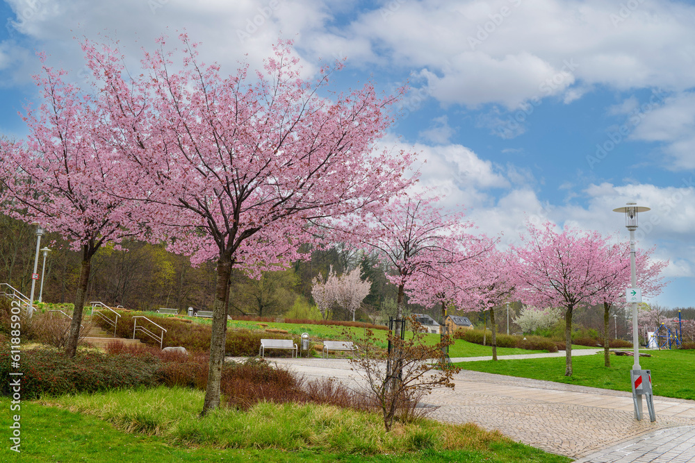 View of city park with benches and blossoming trees