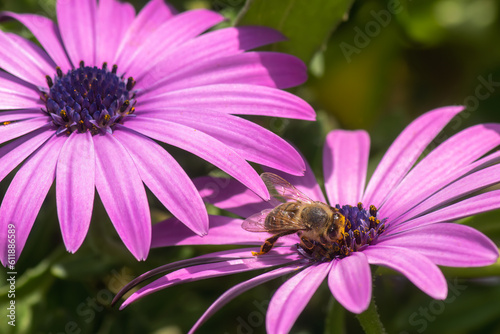 Purple daisy with a bee on it drinking nectar. Close up view.
