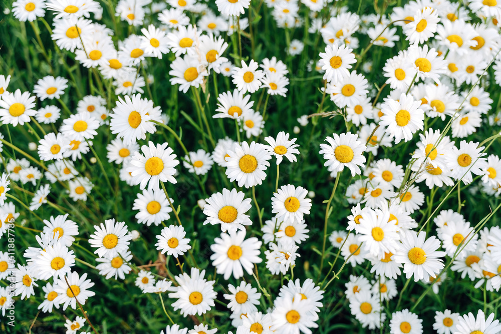 Dreamy Blossoming Meadow with Soft Sunlight Dreamy Blossoming Meadow with Soft Sunlight
