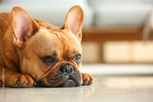 Cute French bulldog lying on floor at home, closeup © Pixel-Shot
