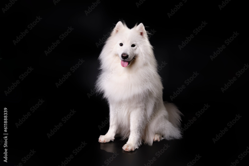 A sitting samoyed dog after express molting in an animal salon on a black background