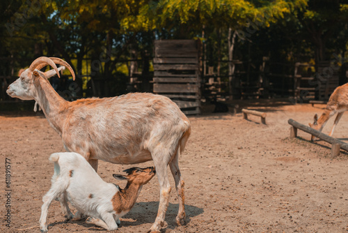 Farm in Italy. rural life. Voghera, Lombardy. Cowboyland Amusement park in Italy.