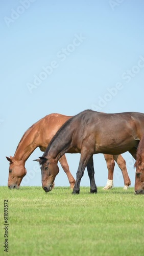 Herd of grazing brown horses in the meadow on a pasture eating grass in the rural countryside, blue sky in the background, vertical video
