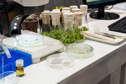 Growing wheat and beans in the laboratory. Smart technologies in agriculture.	 photo