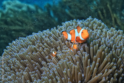 clown fish on an anemone underwater reef in the tropical ocean