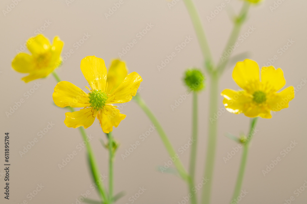 Obraz premium yellow flowers
