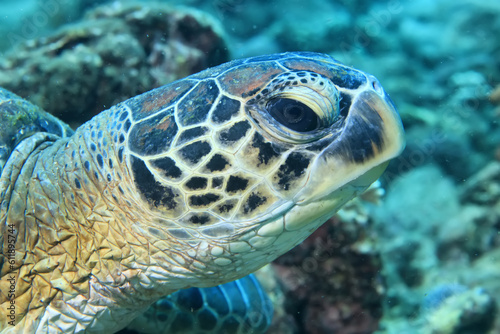 sea turtle underwater portrait tropical reef wildlife