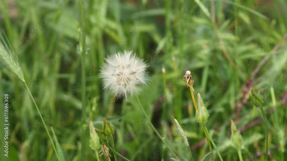 dandelion plant and its feathers, a person plucks and scatters dandelion feathers, dandelion feathers flying in the wind dandelion plant and its feathers, a person plucks and scatters dandelion feathers, dandelion feathers flying in the wind
