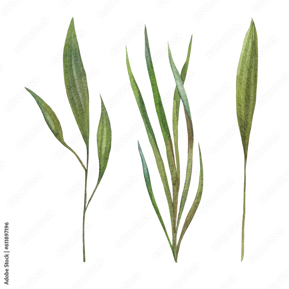 collection of watercolor painted green leaves and grass. Botanical illustration painted in watercolor on green background. object for your poster