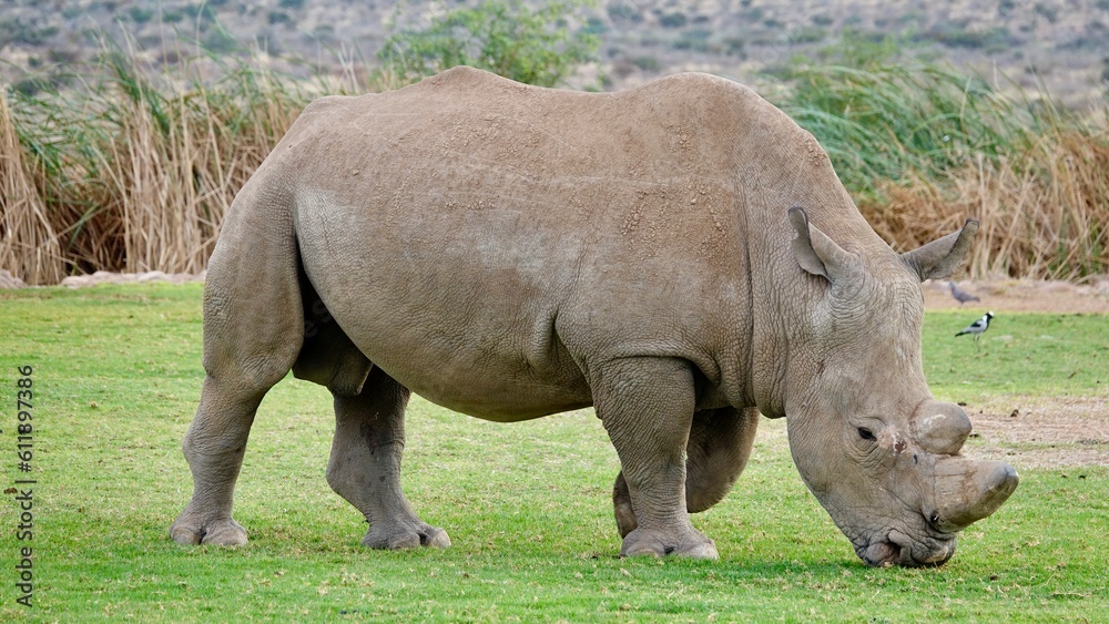 Nashorn, Rhinozeros in Namibia, frei und wild Nashorn, Rhinozeros in Namibia, frei und wild