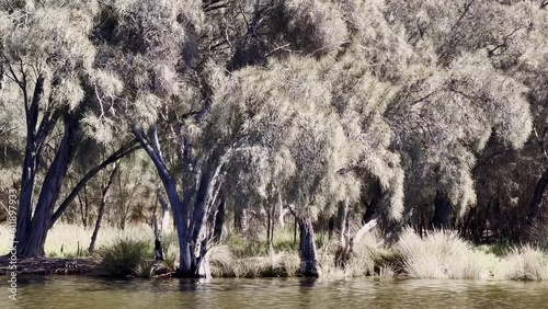Journey up Upper Swan River panning along near bank covered with many Australian native trees and dead trees