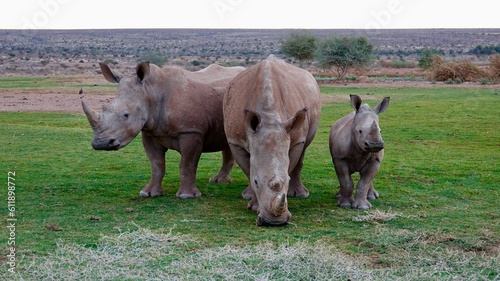 Nashorn, Rhinozeros in Namibia, frei und wild photo