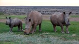 Nashorn, Rhinozeros in Namibia, frei und wild