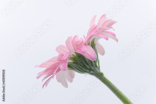 白背景の横から見たピンク色のガーベラの花