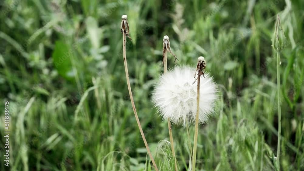 dandelion plant, which is one of the medicinal plants, ripe dandelion plant, dandelion plant, which is one of the medicinal plants, ripe dandelion plant,