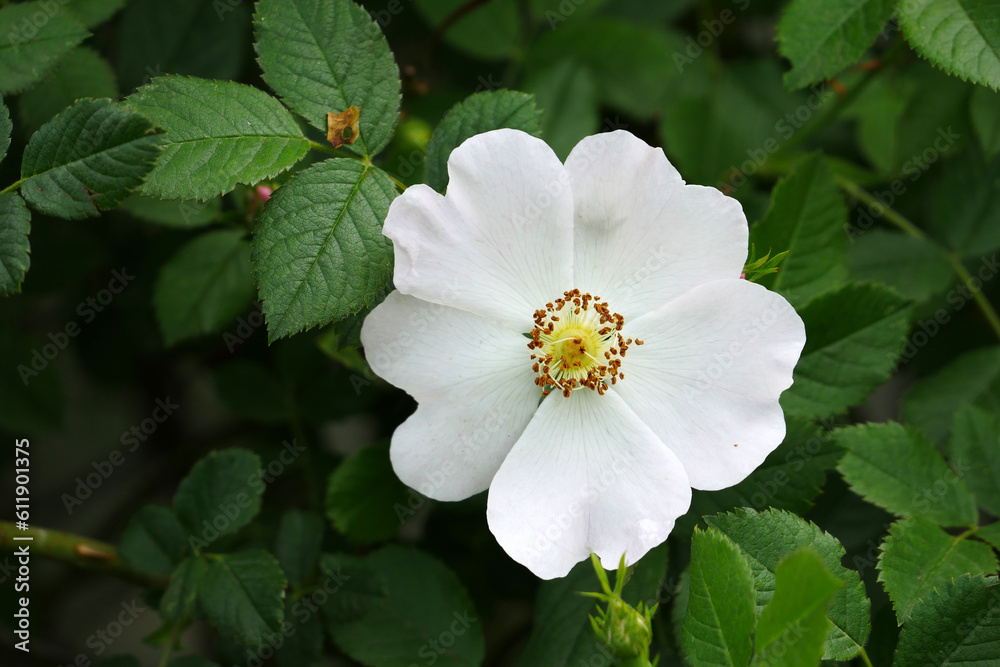 rosehip tree and flower,close-up flower of rosehip plant,Rosehip tree and flower from medicinal fruits, rosehip tree and flower,close-up flower of rosehip plant,Rosehip tree and flower from medicinal fruits,