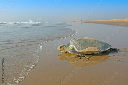Olive ridley sea turtle, Lepidochelys olivacea, returning to sea, Padampeta Beach, Rushikulya rookery, Odisha, India photo