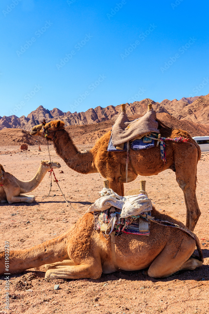Fototapeta premium Camels with traditional bedouin saddle in Sinai desert, Egypt