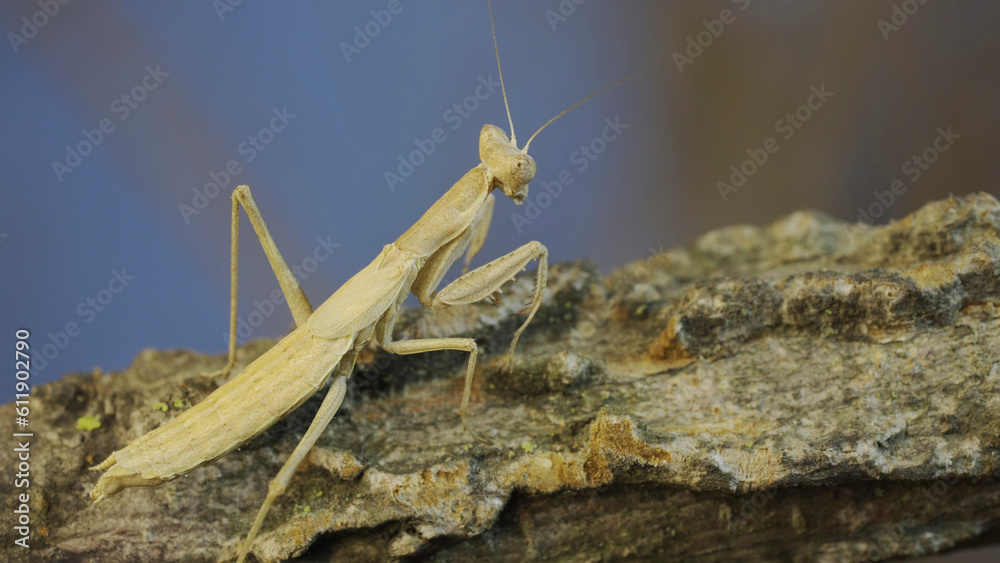 The female praying mantis sits on tree branch masquerading against its background and turns its head looking around. Crimean praying mantis (Ameles heldreichi) The female praying mantis sits on tree branch masquerading against its background and turns its head looking around. Crimean praying mantis (Ameles heldreichi)