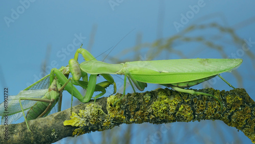 Sexual cannibalism, Close-up portrait of large female green praying mantis eats the male after mating on tree branch covered with lichen. Transcaucasian tree mantis (Hierodula transcaucasica)