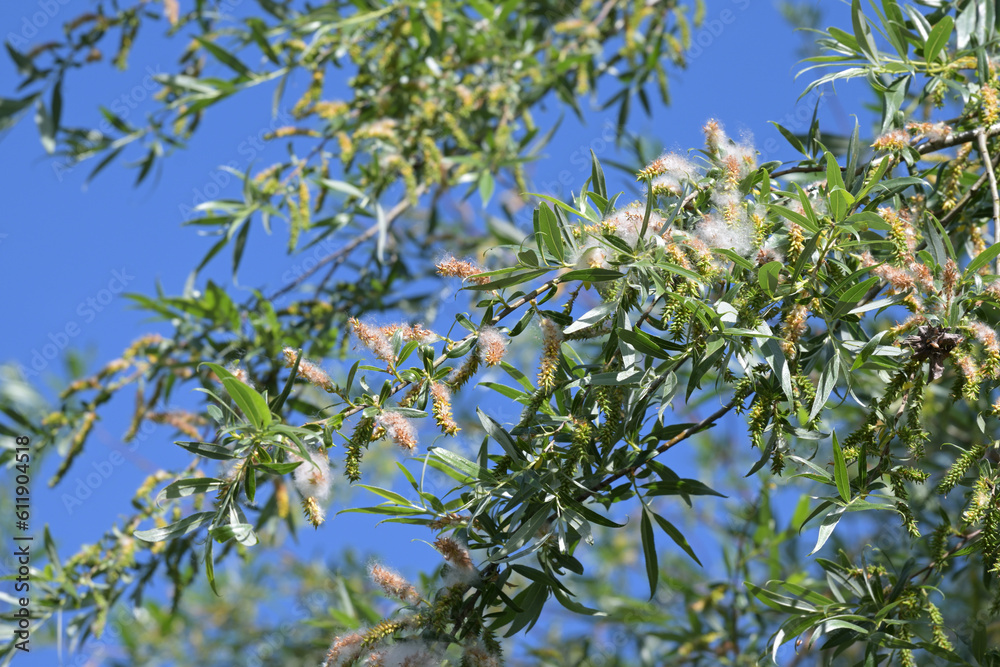 White Willow (Salix alba) in midsummer with ripe seeds embedded in silky wooly hairs, which aids the flight and dispersal in the wind, blue sky, selected focus White Willow (Salix alba) in midsummer with ripe seeds embedded in silky wooly hairs, which aids the flight and dispersal in the wind, blue sky, selected focus