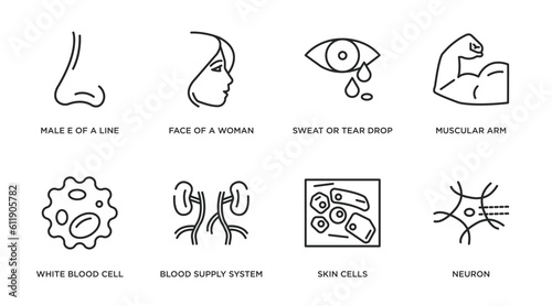 human body parts outline icons set. thin line icons such as male e of a line  face of a woman  sweat or tear drop  muscular arm  white blood cell  blood supply system  skin cells  neuron vector.